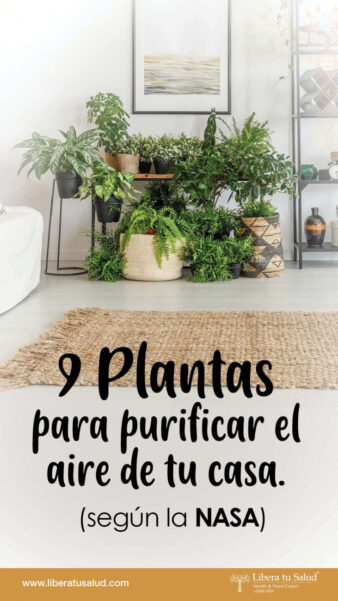 9 Plantas para purificar el aire de tu casa PORTADA